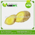 Direct From Factory Chinese Export Big Fresh Ginger Product